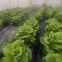 四川遂宁蓬溪精品大棚生菜，一手货源，