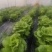 四川遂宁蓬溪精品大棚生菜，一手货源，