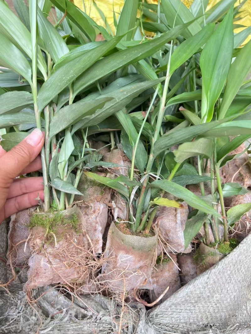 益智仁苗