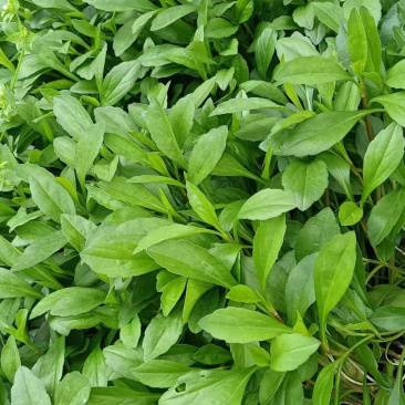 马兰头菜