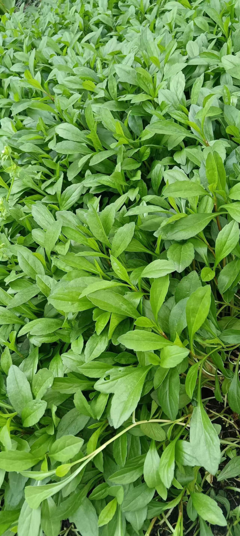 马兰头菜