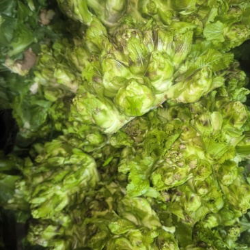 娃娃菜，白萝卜.500千克起批发
