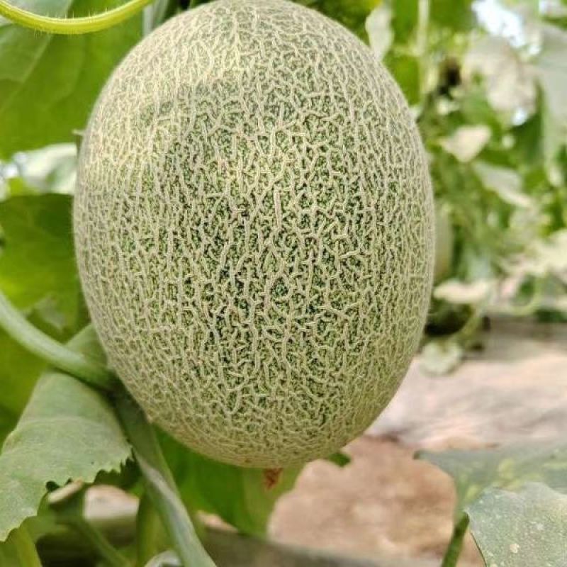 玲珑哈密瓜种子中早熟四季播水果哈蜜瓜甜瓜香瓜阳台蔬菜种籽