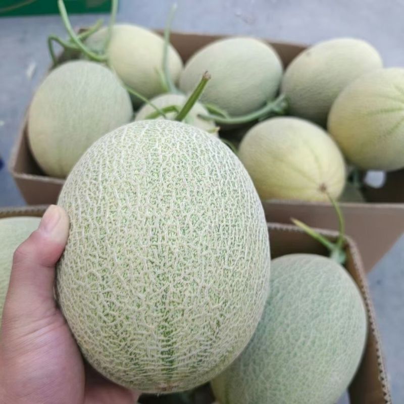 玲珑哈密瓜种子中早熟四季播水果哈蜜瓜甜瓜香瓜阳台蔬菜种籽