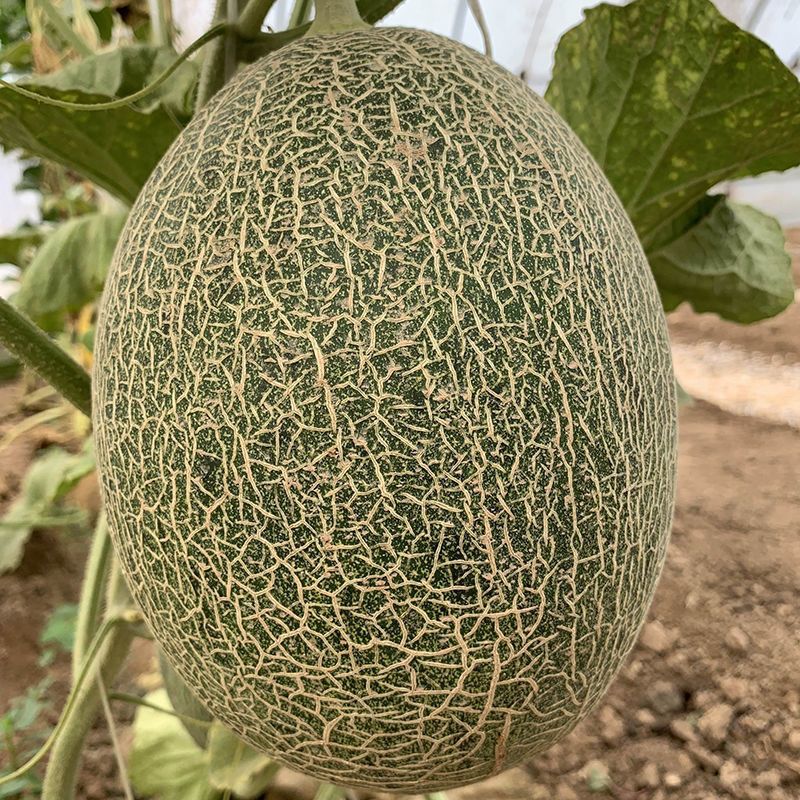 玲珑哈密瓜种子中早熟四季播水果哈蜜瓜甜瓜香瓜阳台蔬菜种籽