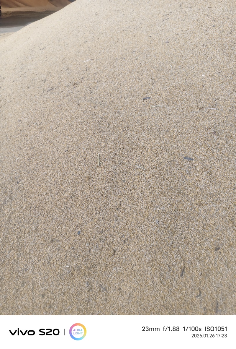 谷子2922，和张杂6号