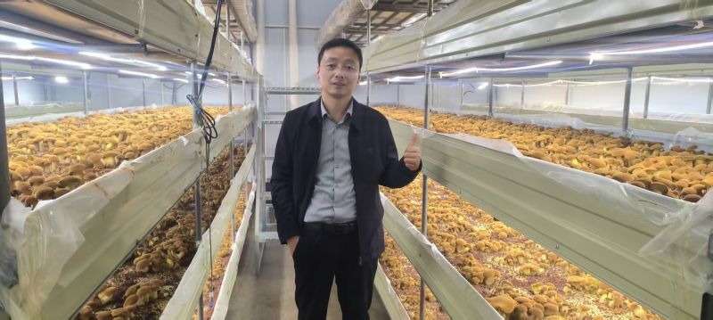 （见手青）人工培育黄牛肝菌菌棒菌包出菇包