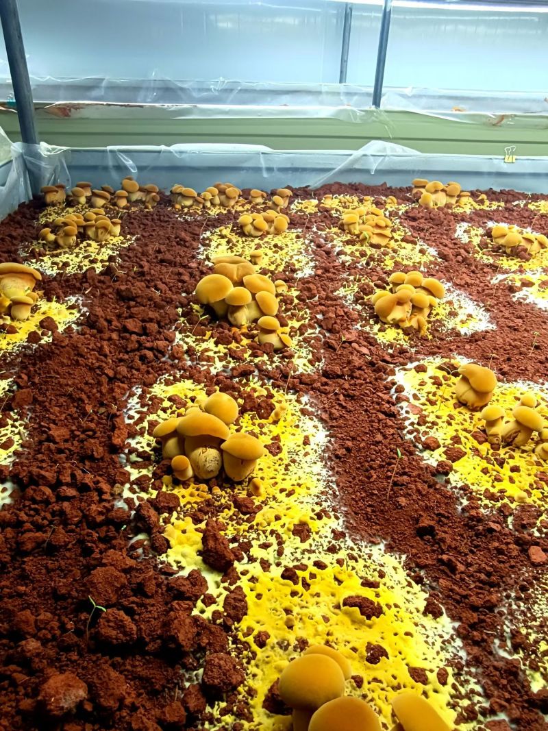 （见手青）人工培育黄牛肝菌菌棒菌包出菇包