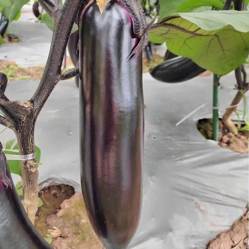 绿霸无敌金刚紫红长茄种子中早熟肉白色果皮深紫红色头尾匀称