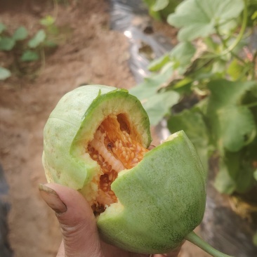 芝麻香瓜