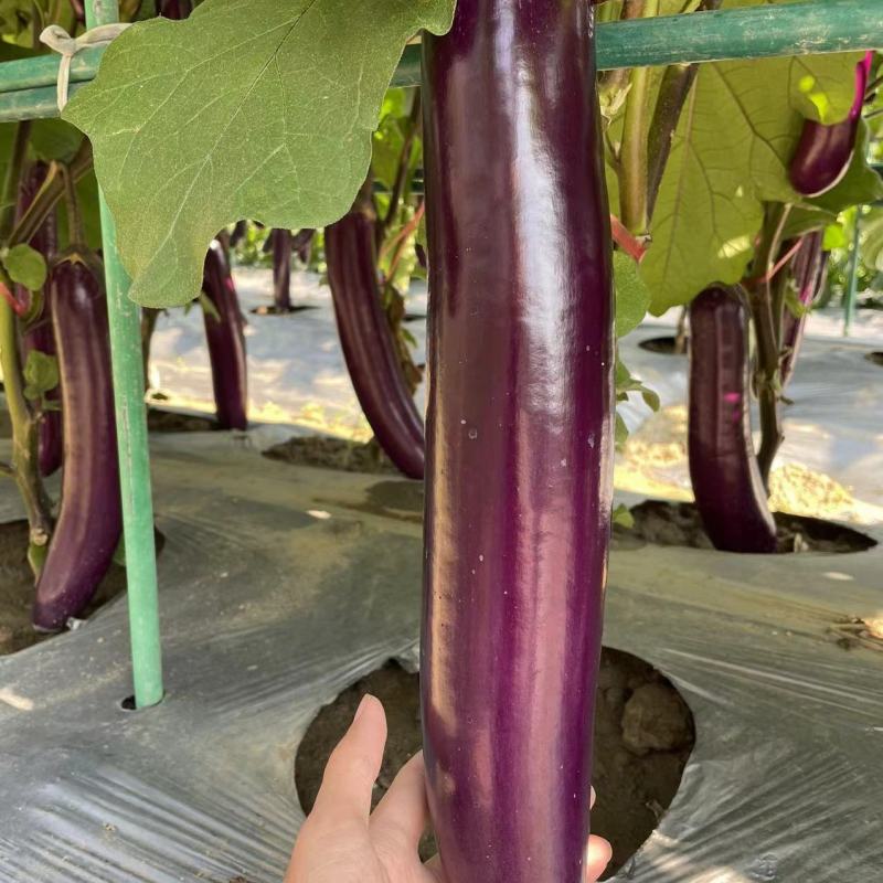 绿霸紫红长茄子种子烧烤茄子春夏秋季播蔬菜种子顺直靓丽