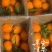 乡村的特产赣南脐橙还剩五千斤左右
