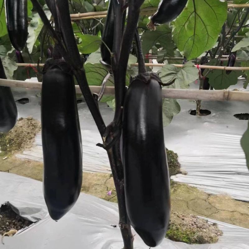 美味烧烤茄种子极早熟烧烤专用型茄子种子长棒型紫黑皮茄子种