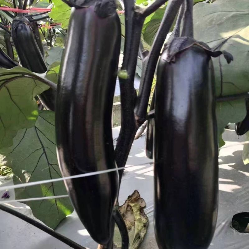 美味烧烤茄种子极早熟烧烤专用型茄子种子长棒型紫黑皮茄子种