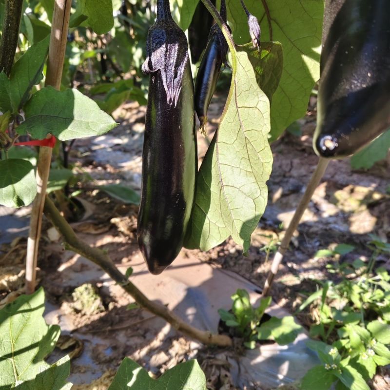美味烧烤茄种子极早熟烧烤专用型茄子种子长棒型紫黑皮茄子种