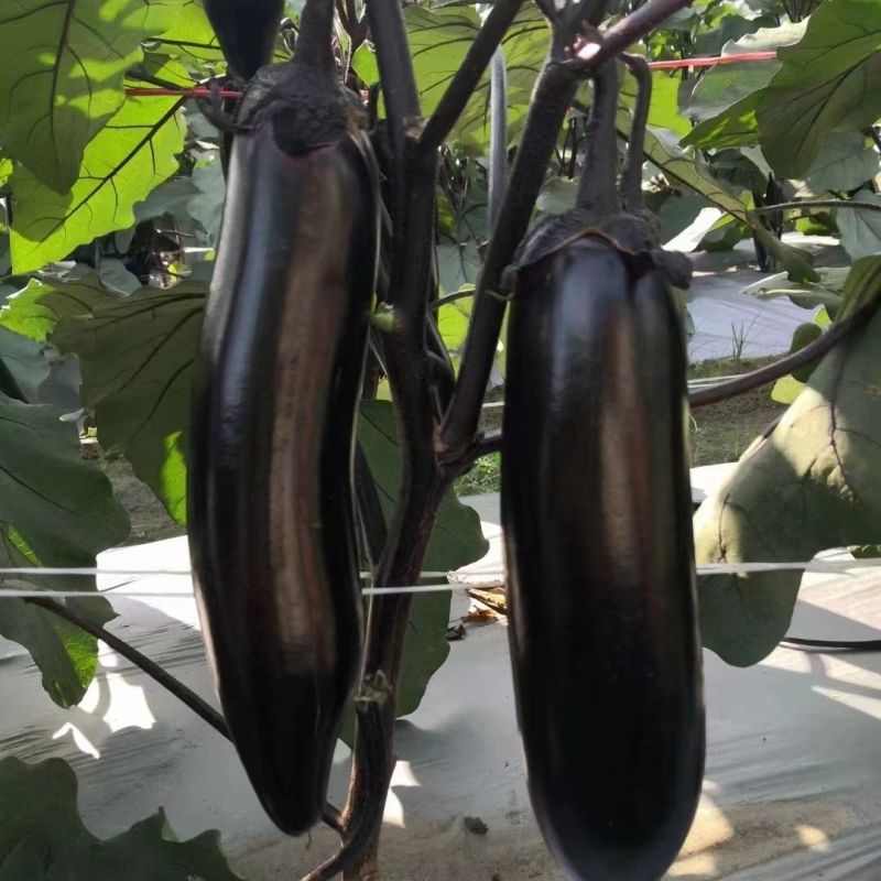 美味烧烤茄种子极早熟烧烤专用型茄子种子长棒型紫黑皮茄子种