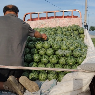 聊城许营小糖丸西瓜皮薄瓜大量上市万亩基地一手货源地头装车