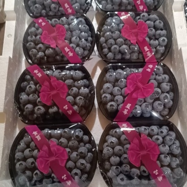 山东精品蓝莓L25.F6.L11.H5大量有货