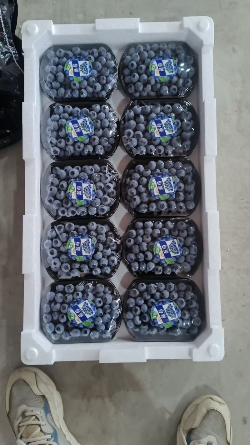 山东精品蓝莓L25.F6.L11.H5大量有货