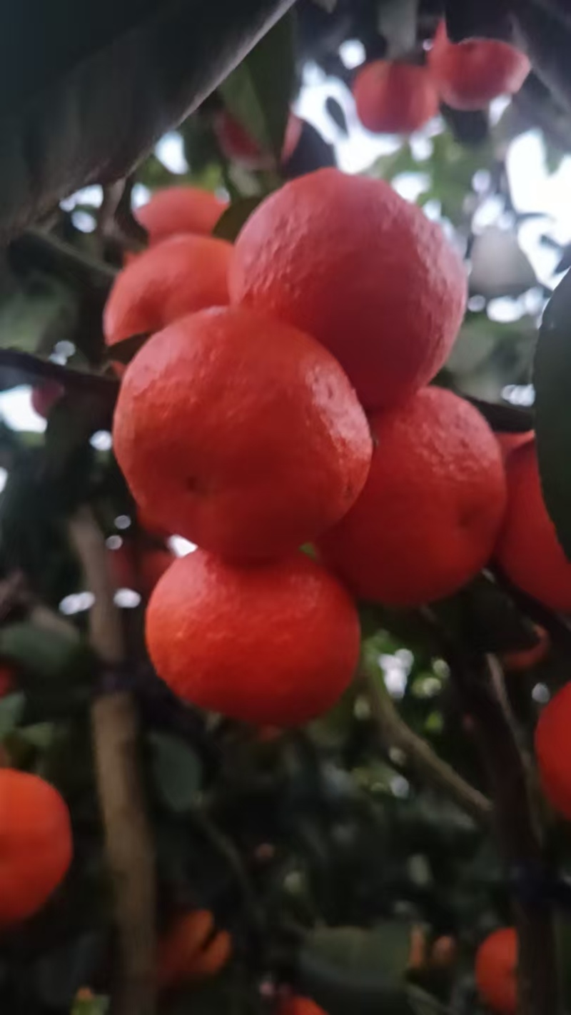 大量供应沙糖桔