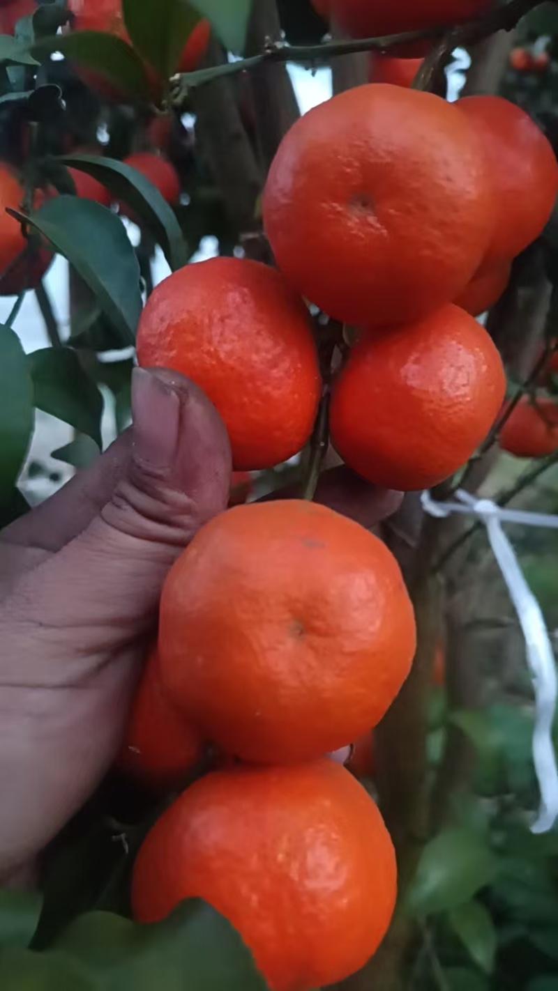 大量供应沙糖桔