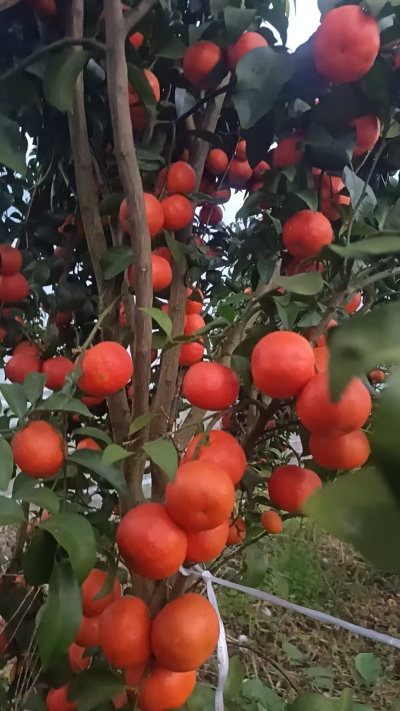大量供应沙糖桔