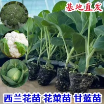 甘蓝苗黄心暄菜水果甘蓝苗场直发品质保证