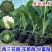 甘蓝苗黄心暄菜水果甘蓝苗场直发品质保证