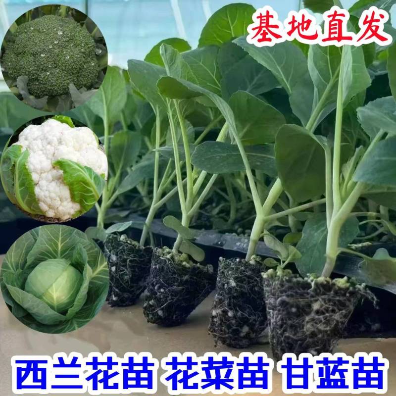 甘蓝苗黄心暄菜水果甘蓝苗场直发品质保证