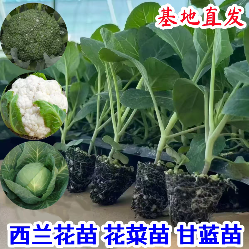 甘蓝苗黄心暄菜水果甘蓝苗场直发品质保证