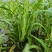 水蕹菜水空心菜潮汕水空心菜柳叶白杆