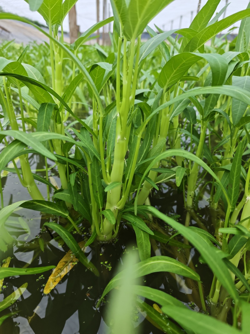 水蕹菜水空心菜潮汕水空心菜柳叶白杆