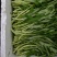 水蕹菜水空心菜潮汕水空心菜柳叶白杆
