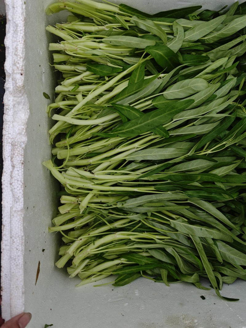 水蕹菜水空心菜潮汕水空心菜柳叶白杆