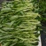 水蕹菜水空心菜潮汕水空心菜柳叶白杆