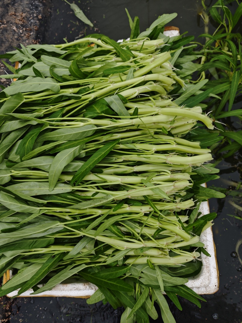 水蕹菜水空心菜潮汕水空心菜柳叶白杆