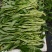 水蕹菜水空心菜潮汕水空心菜柳叶白杆