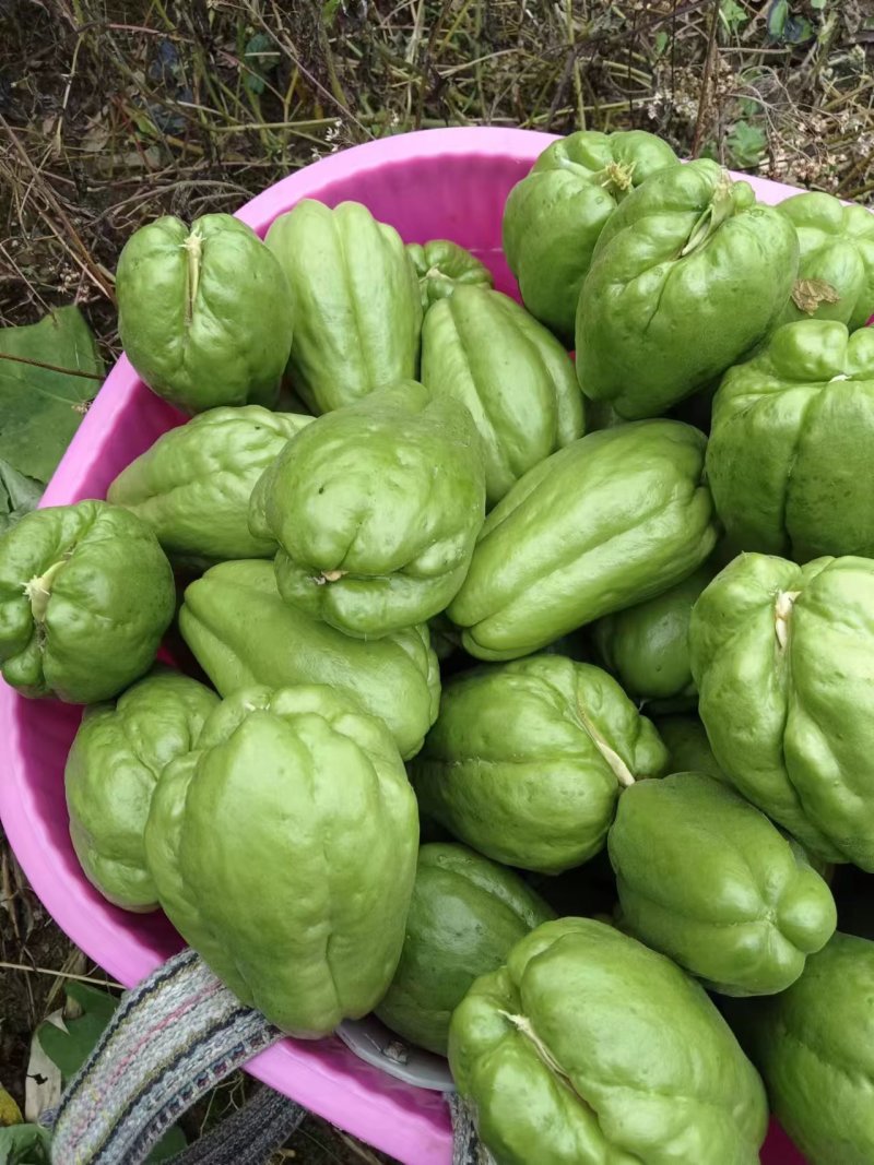 佛手瓜苗龙须菜老瓜，发芽的佛手瓜，基地直发
