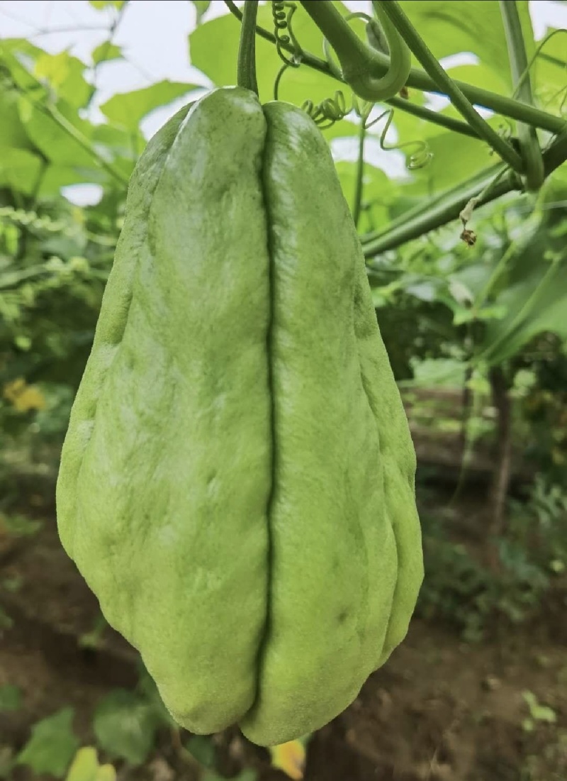 佛手瓜苗龙须菜老瓜，发芽的佛手瓜，基地直发