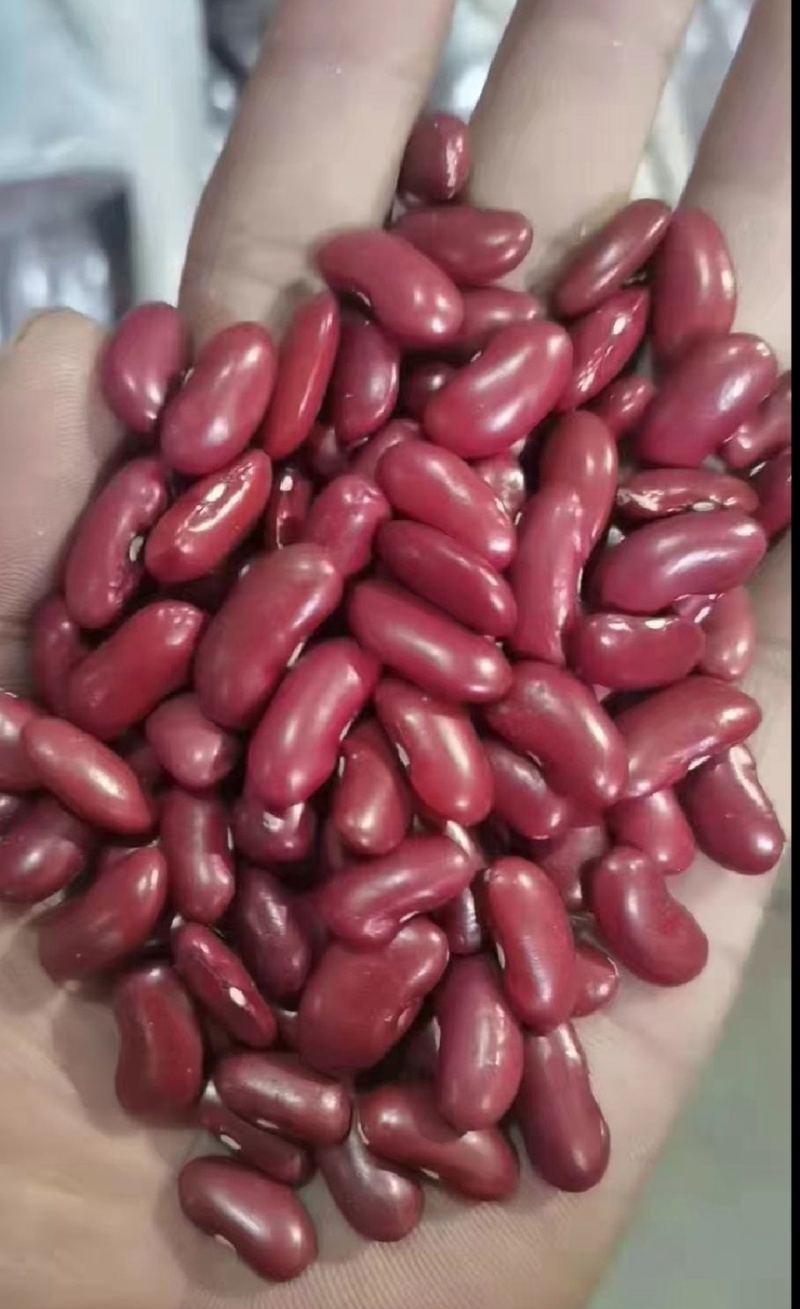 红芸豆