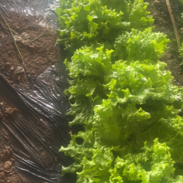 大量批发生菜价格电话咨询***********