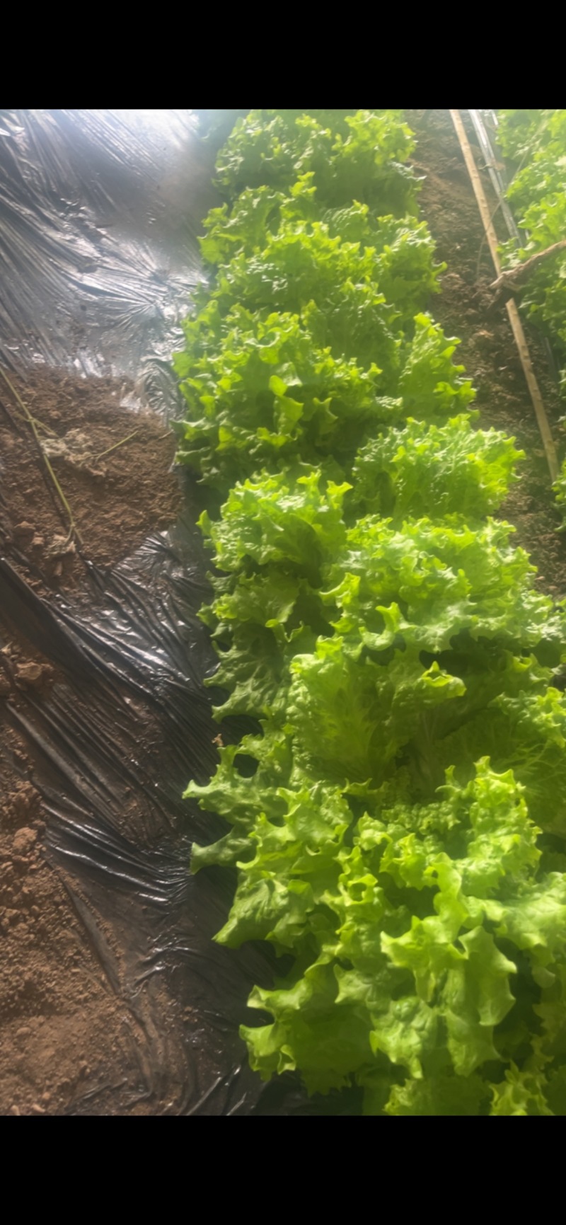 大量批发生菜价格电话咨询***********