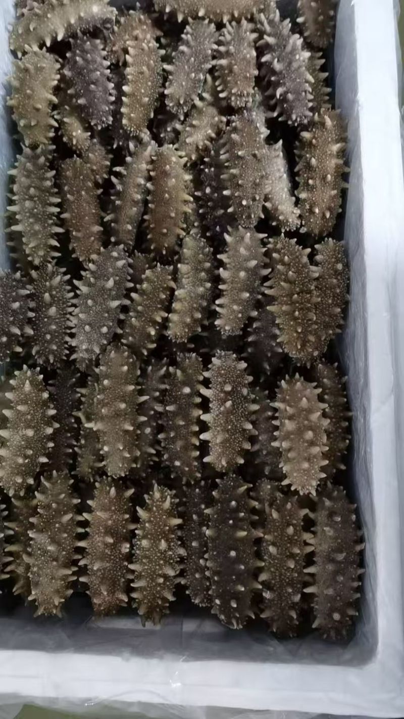 大连精品即食海参辽参