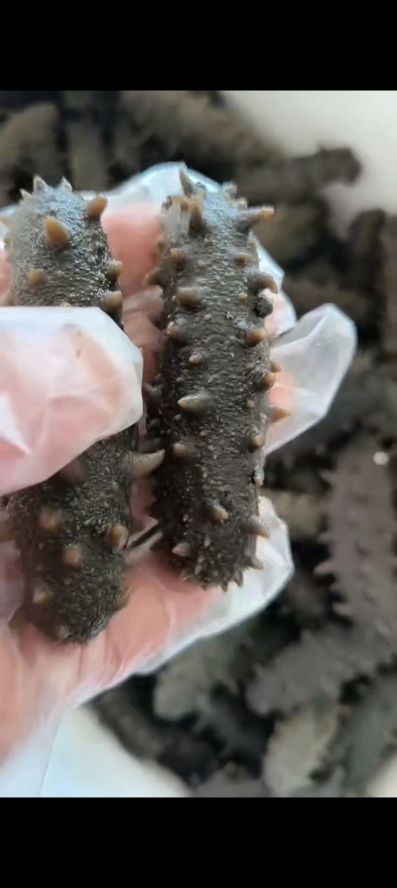 大连精品即食海参辽参