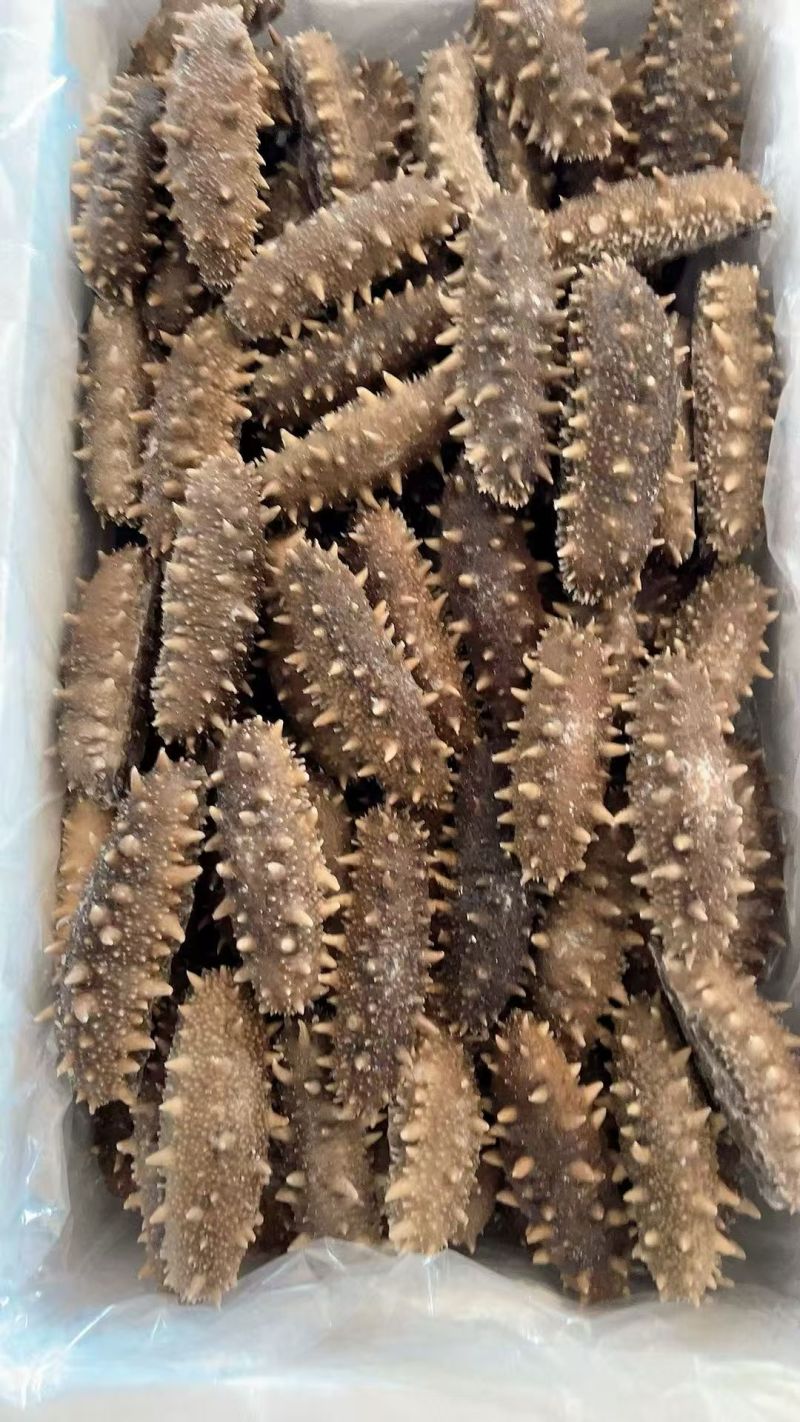 大连精品即食海参辽参