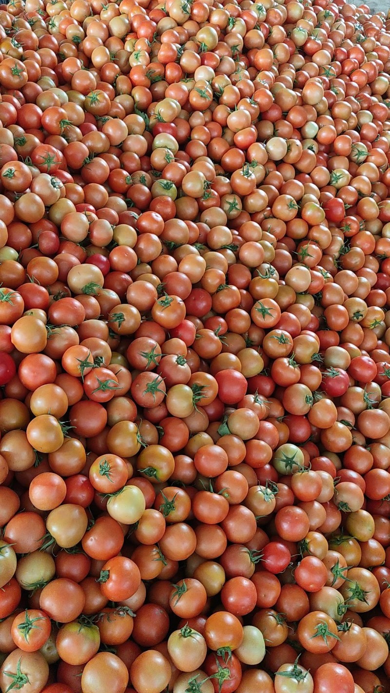大红西红柿石头番茄【热卖中】全年不限量供应各种规格