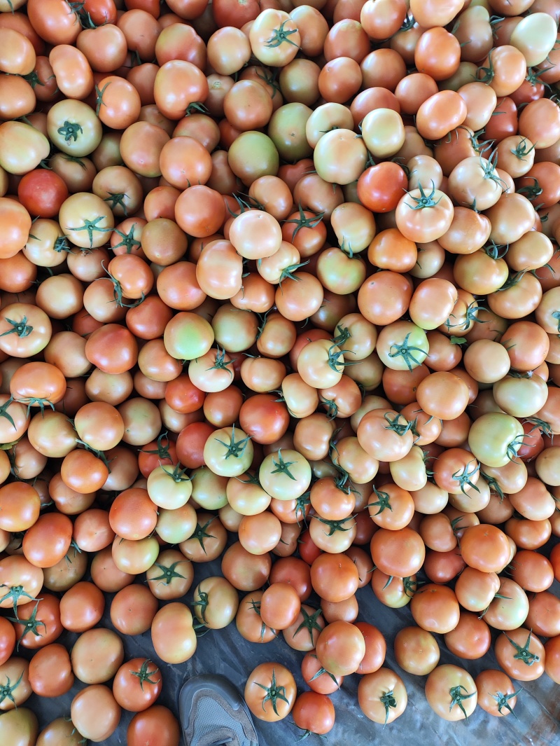 大红西红柿石头番茄【热卖中】全年不限量供应各种规格