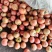 大红西红柿石头番茄【热卖中】全年不限量供应各种规格