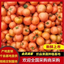 大红西红柿石头番茄【热卖中】全年不限量供应各种规格