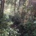 特级野生有机茶2000元/斤，每年货很少，零0️⃣农残！